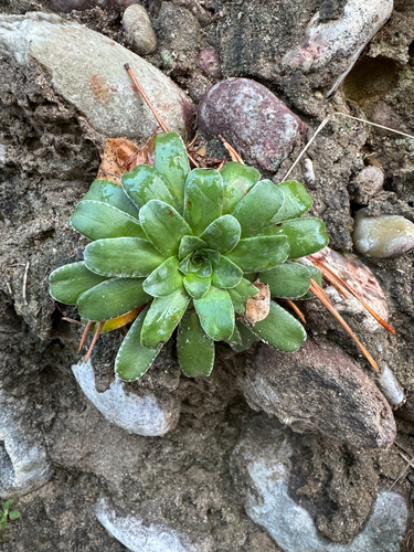 Saxifraga mutata mutata