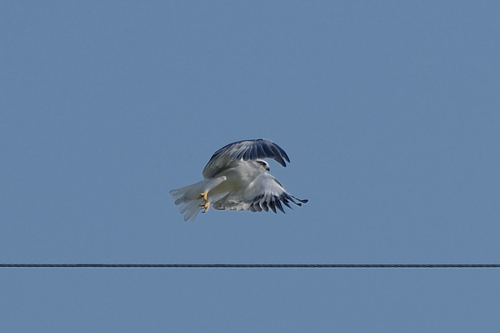 Asian Black-winged Kite