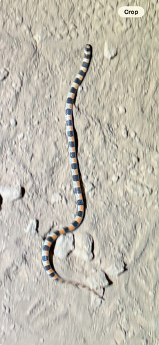 Ground Snake