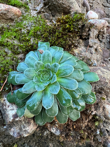 Saffron-flowered Saxifrage
