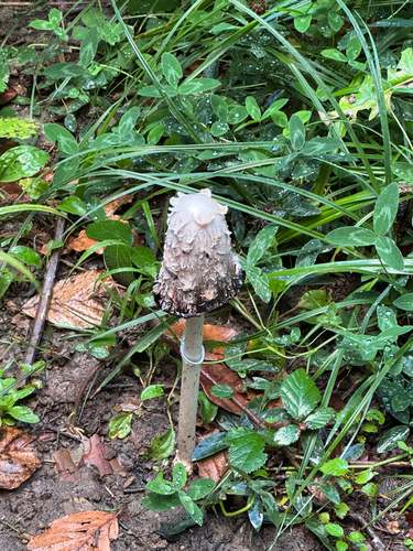 Shaggy Mane