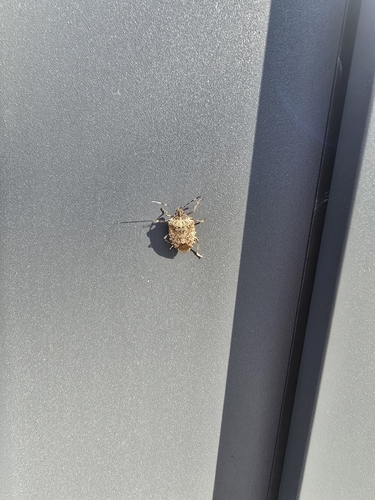Brown Marmorated Stink Bug