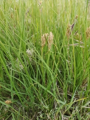 Carex douglasii