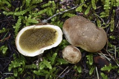 Handkea fumosa
