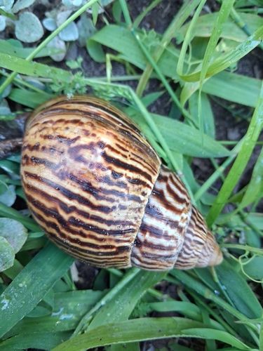 Achatina zebra observed 2026-10-11