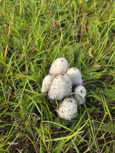 Shaggy Mane