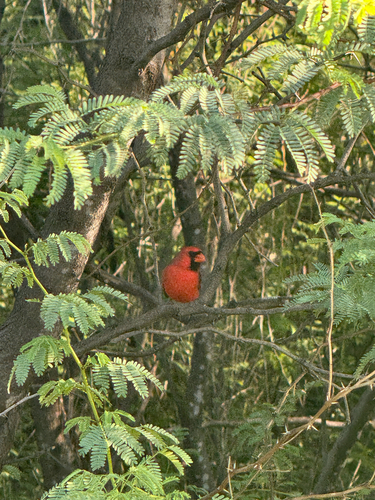 Northern Cardinal observed by olieturner3
