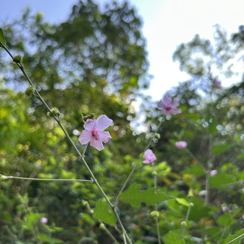 Urena procumbens observed 2026-10-10