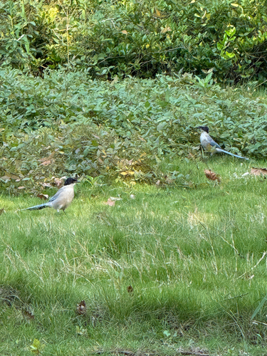 Azure-winged Magpie