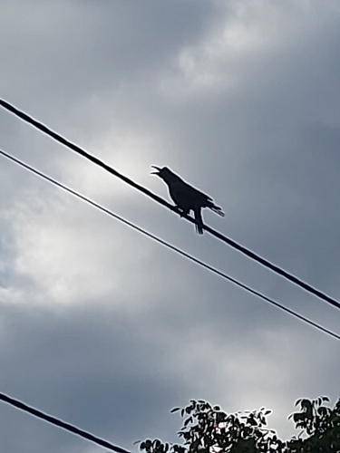 Rook
