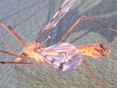 Tipula macrolabis