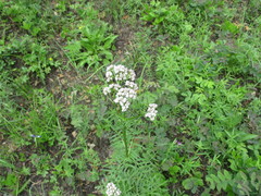 Valeriana alternifolia