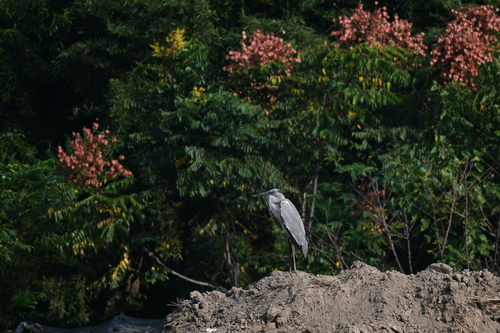Grey Heron
