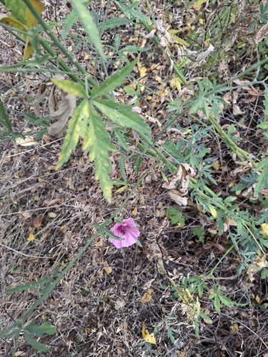 Hemp-leaved Mallow