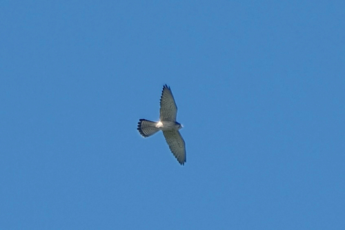 Eurasian Kestrel