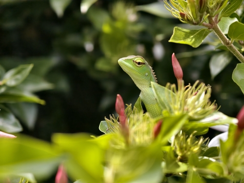 Common Green Forest Lizard
