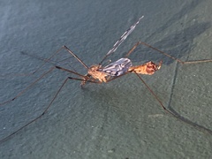 Tipula macrolabis