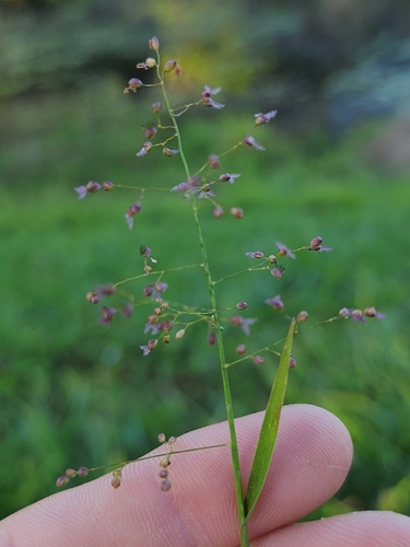 Isachne globosa observed 2026-10-11