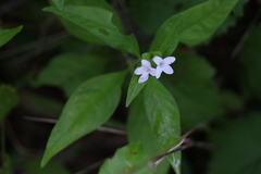 Yeatesia viridiflora