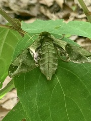 Callambulyx tatarinovii