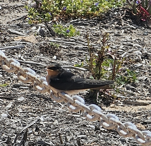 Welcome Swallow