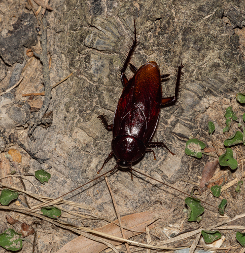 Smokybrown Cockroach