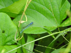 Argia anceps