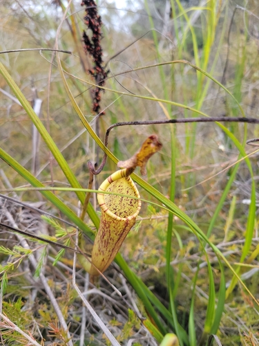 Nepenthes maxima observed 2026-10-11