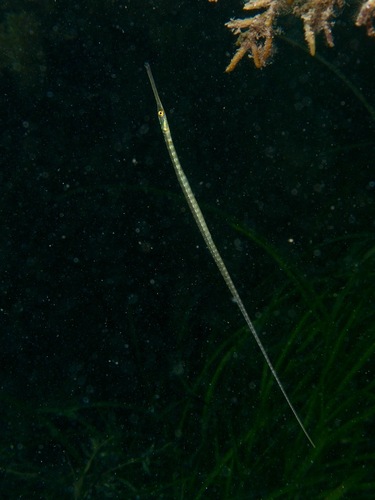 Stigmatopora observed 2026-10-10