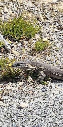 Heath Monitor