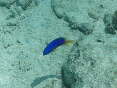 Pomacentrus caeruleus observed 2026-10-08