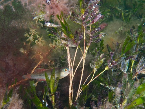 Little Weed Whiting