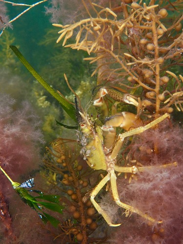 Golden Decorator Crab