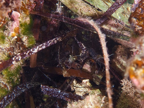 rock-pool shrimp