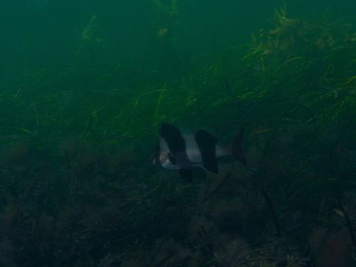 Magpie Perch