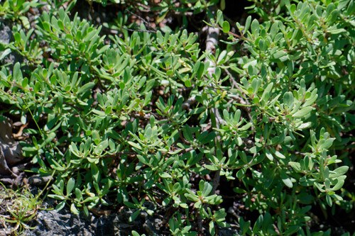 Pemphis acidula observed 2026-10-10