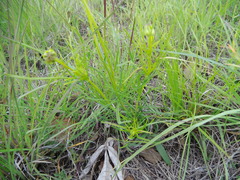 Coreopsis grandiflora
