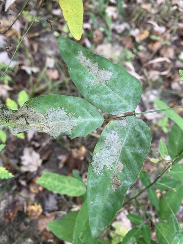 Erysiphe diffusa, 2026-10-10
