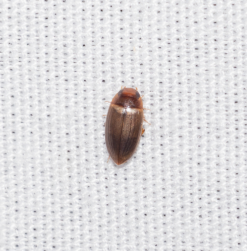 Copelatus debilis