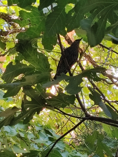 European Starling