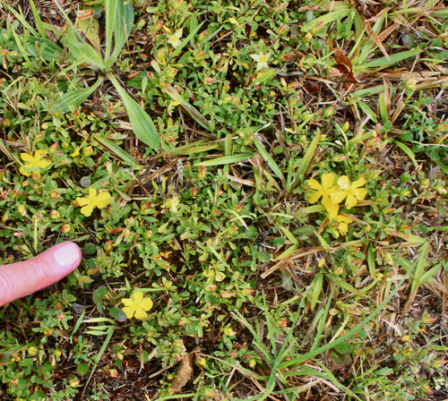 Hibbertia diffusa observed 2026-10-10