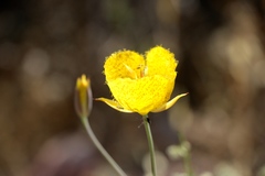 Calochortus weedii weedii