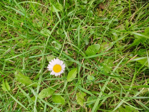 oxeye daisy