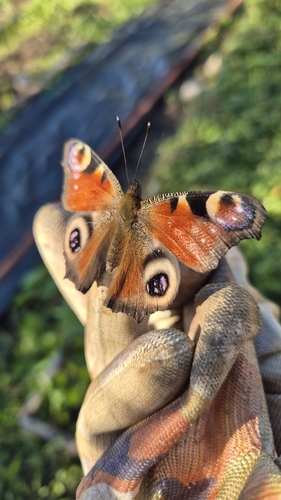 European Peacock Butterfly