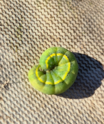 Bright-line Brown-eye