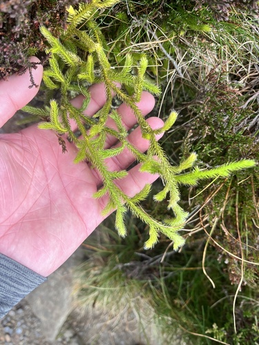 stag's-horn clubmoss