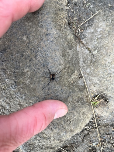 Saddleback Harvestman