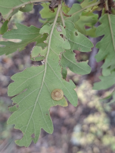 Common Spangle Gall Wasp