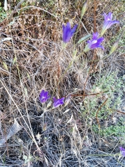 Brodiaea elegans