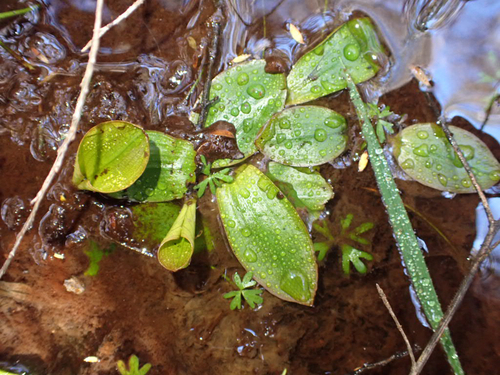Potamogeton cheesemanii observed 2026-10-11